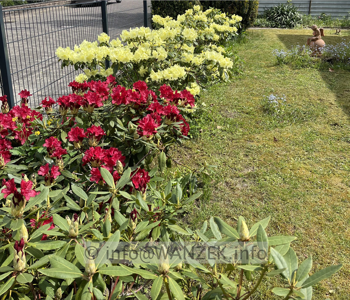 Rhododendron wardii 01.jpg